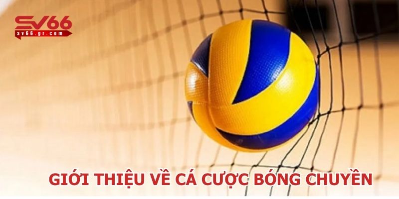 Cá cược bóng chuyền – Trải nghiệm kịch tính tại SV66 2 Cá cược bóng chuyền SV66 hấp dẫn nhiều người chơi
